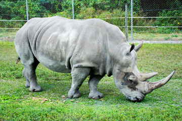 Obraz premium white rhino walking