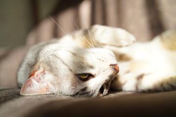 ゴロゴロするエジプシャンマウ