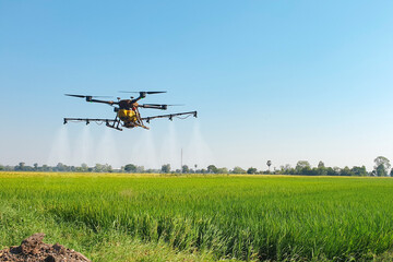 Agricultural drone flying injecting hormones into rice fields.