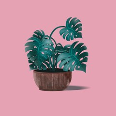 Monstera in a wooden pot on a pink background 