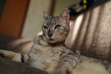 毛づくろいするエジプシャンマウ