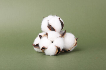 cotton buds on a green background