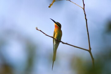 Bee eater waiting for its prey!