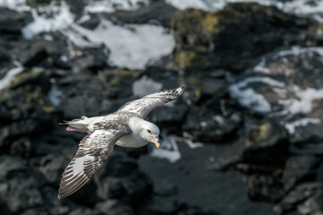 Light-morphed Northern Fulmar (Fulmarus glacialis) at St. George Island, Pribilof Islands, Alaska, USA