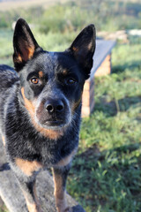 Closeup of beautiful Australian Cattle Dog also known as a Blue Heeler with perfect markings