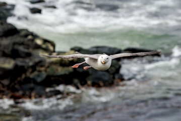Light-morphed Northern Fulmar (Fulmarus glacialis) at St. George Island, Pribilof Islands, Alaska, USA