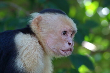 mono capuchino