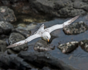 Light-morphed Northern Fulmar (Fulmarus glacialis) at St. George Island, Pribilof Islands, Alaska, USA