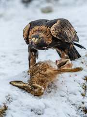 White Tailed Eagle (Haliaeetus albicilla)  Also known as the ern, erne, gray eagle, Eurasian sea eagle and white-tailed sea-eagle. Wings Spread. Poland, Europe. Birds of prey.