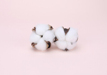 cotton buds on a pink background