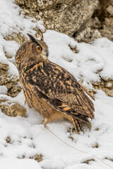Bubo Bubo owl portrait in nature