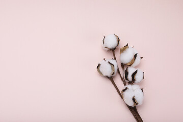 cotton buds on a pink background