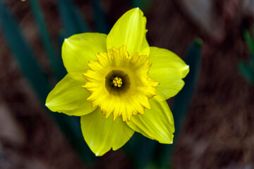 Close-up of Daffodil flowers on black background