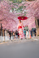 Fototapeta na wymiar woman in yukata (kimono dress) holding umbrella and looking sakura flower or cherry blossom blooming in garden