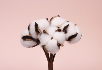 cotton buds on a pink background