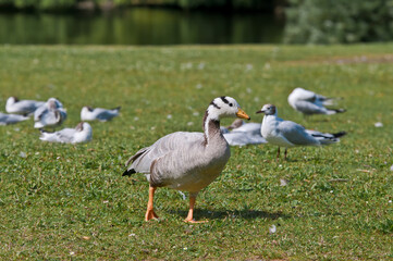 Feral Bar-headed Goose (Anser indicus) in park, Keil, Schleswig-Holstein, Germany