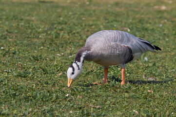 Feral Bar-headed Goose (Anser indicus) in park, Keil, Schleswig-Holstein, Germany