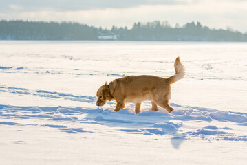 Golden Retriever at the snow background.Cold winter sunset evening.