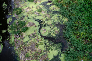 Detalle de vegetación sobre río contaminado