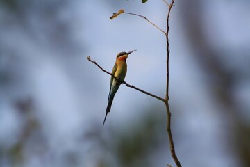 Bee eater on branch!