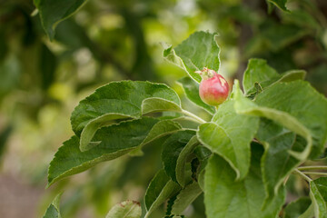 Fruit of immature apple on the branch of tree.