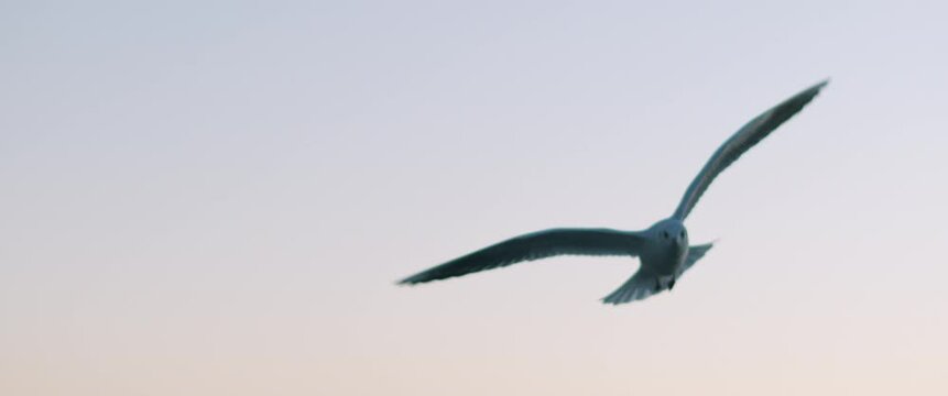 Close up view of a seagull flying over a european city harbor at sunset.