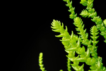 Succulent plant leaves on black background close up