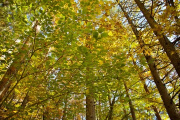 yellow leaves on the tree