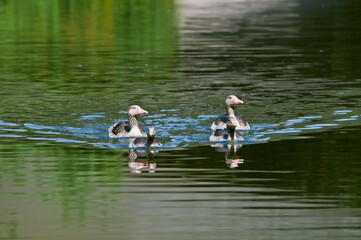 Greylag Geese (Anser anser) wint goslings in park, Germany