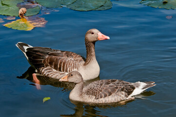 Fototapeta premium Greylag Goose (Anser anser) wint gosling in park, Germany