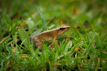 frog in the grass