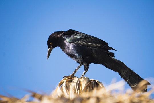 Quiscalus mexicanus, BLACK BIRD OF THE MEXICAN BEACHES, ZANATE, CLARINERO