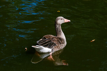Greylag Goose (Anser anser) in park, Germany