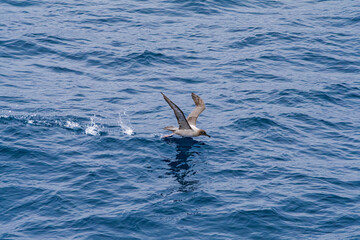 Fototapeta premium Light-mantled Albatross (Phoebetria palpebrata) in South Atlantic Ocean, Southern Ocean, Antarctica