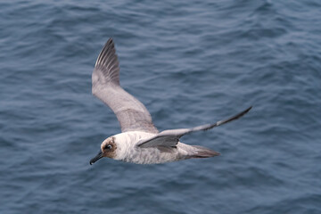 Light-mantled Albatross (Phoebetria palpebrata) in South Atlantic Ocean, Southern Ocean, Antarctica