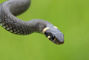 close up of harmless small snake, grass snake, Natrix natrix, european wildlife, Czech Republic
