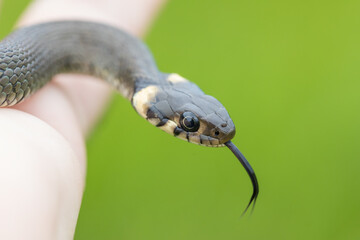 hand catched harmless small snake, grass snake, Natrix natrix, european wildlife, Czech Republic