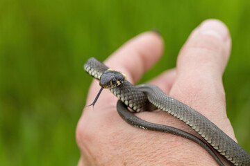 hand catched harmless small snake, grass snake, Natrix natrix, european wildlife, Czech Republic