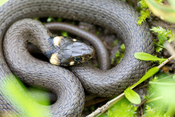 close up of harmless small snake, grass snake in natural habitat, Natrix natrix, european wildlife, Czech Republic