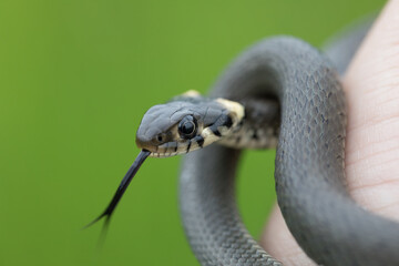 hand catched harmless small snake, grass snake, Natrix natrix, european wildlife, Czech Republic