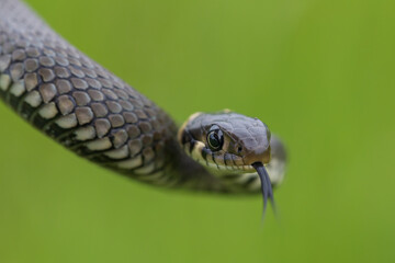 close up of harmless small snake, grass snake, Natrix natrix, european wildlife, Czech Republic