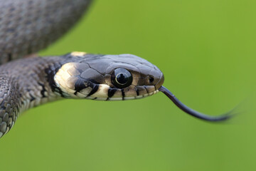 close up of harmless small snake, grass snake, Natrix natrix, european wildlife, Czech Republic