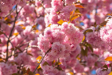 Sakura Festival. Cherry Blossom Tree. Sakura spring flowers background.