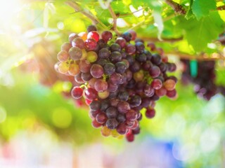 Black Opor Grapes It is a seedless grape with a special flavor that is popular. Of consumers today