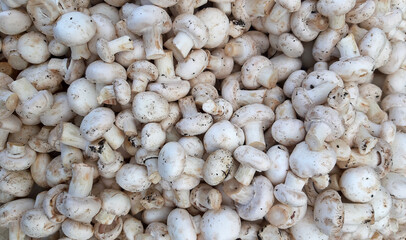 Fototapeta na wymiar Background of fresh white whole mushrooms, closeup