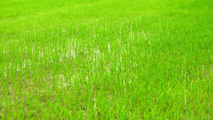 Fototapeta na wymiar Young rice plants are growing on the ground.