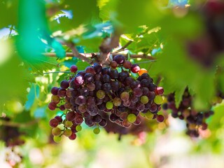 Black Opor Grapes It is a seedless grape with a special flavor that is popular. Of consumers today