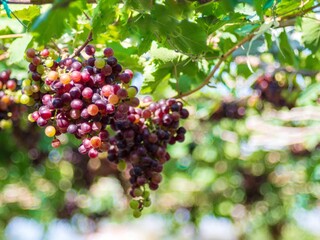 Black Opor Grapes It is a seedless grape with a special flavor that is popular. Of consumers today