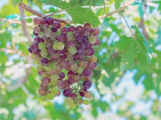 Black Opor Grapes It is a seedless grape with a special flavor that is popular. Of consumers today