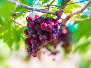 Black Opor Grapes It is a seedless grape with a special flavor that is popular. Of consumers today